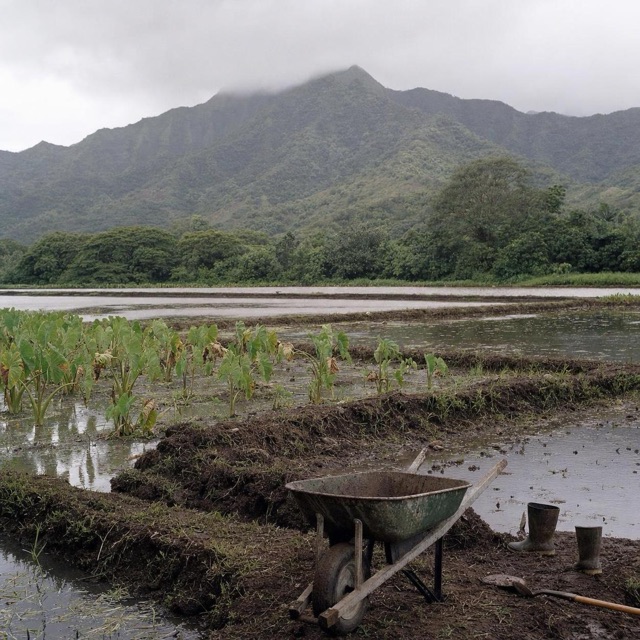 Taro patches with a wheelbarrow and work boots on the bank